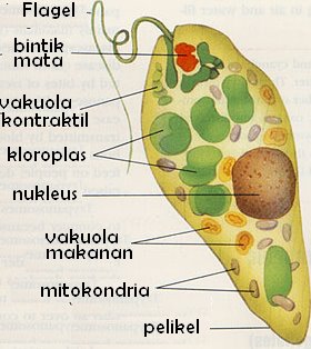 Flagellata Si Protozoa  Mirip Hewan  CahayaCahya